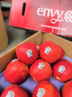 Táo Envy Mỹ size 100